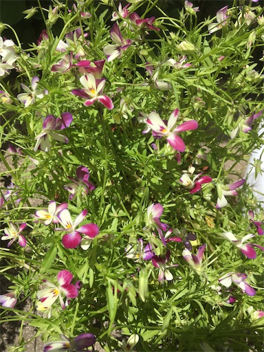 f:id:poalgarden87:20200514104443j:image f:id:poalgarden87:20200514104443j:image