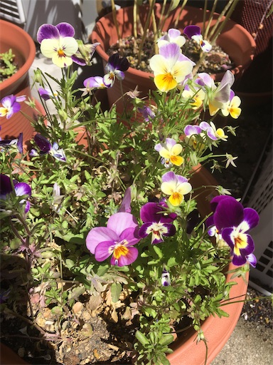 f:id:poalgarden87:20200514104516j:image f:id:poalgarden87:20200514104516j:image