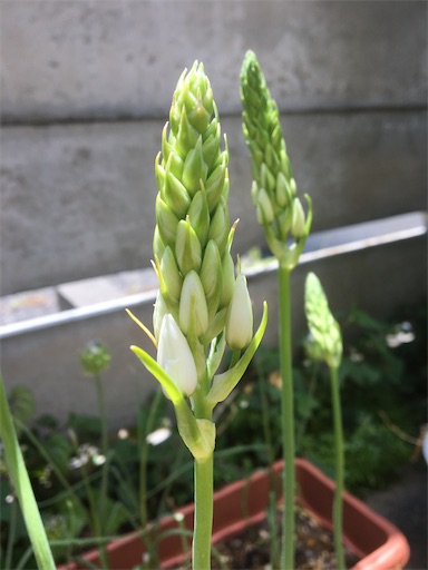f:id:poalgarden87:20200514164026j:image f:id:poalgarden87:20200514164026j:image