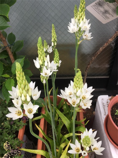 f:id:poalgarden87:20200519104327j:image f:id:poalgarden87:20200519104327j:image