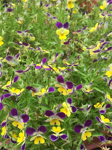 f:id:poalgarden87:20200527104452j:image f:id:poalgarden87:20200527104452j:image