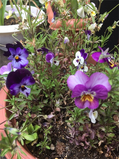 f:id:poalgarden87:20200527104509j:image f:id:poalgarden87:20200527104509j:image