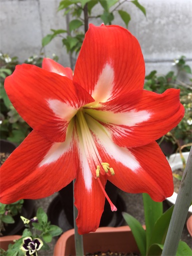 f:id:poalgarden87:20200531103150j:image f:id:poalgarden87:20200531103150j:image