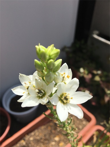 f:id:poalgarden87:20200609145220j:image f:id:poalgarden87:20200609145220j:image