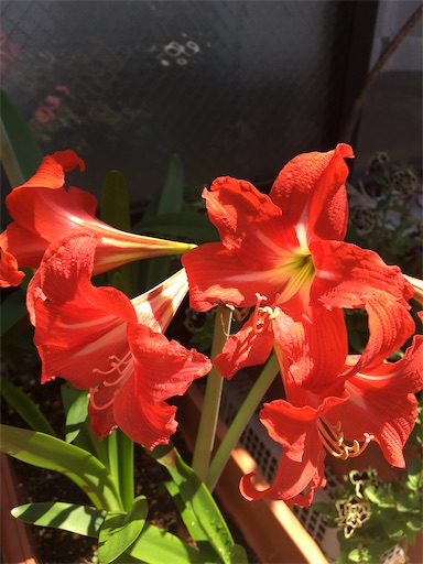 f:id:poalgarden87:20200610105005j:image f:id:poalgarden87:20200610105005j:image