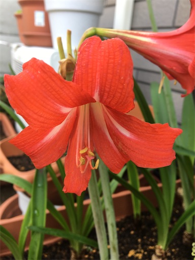 f:id:poalgarden87:20200612103929j:image f:id:poalgarden87:20200612103929j:image