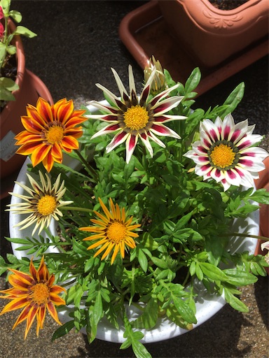 f:id:poalgarden87:20200615102849j:image f:id:poalgarden87:20200615102849j:image