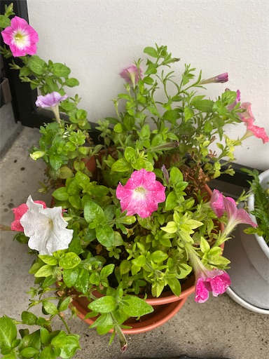 f:id:poalgarden87:20200628084039j:plain f:id:poalgarden87:20200628084039j:plain