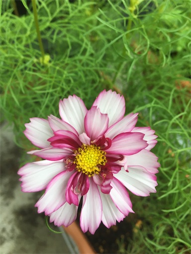 f:id:poalgarden87:20200630113308j:plain f:id:poalgarden87:20200630113308j:plain