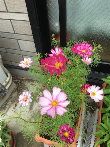 f:id:poalgarden87:20200630113312j:plain f:id:poalgarden87:20200630113312j:plain