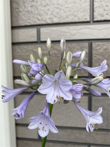 f:id:poalgarden87:20200705085332j:plain f:id:poalgarden87:20200705085332j:plain