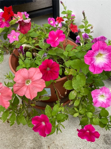 f:id:poalgarden87:20200731100524j:plain f:id:poalgarden87:20200731100524j:plain