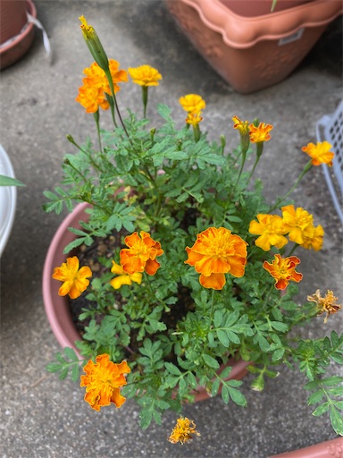 f:id:poalgarden87:20200809102043j:plain f:id:poalgarden87:20200809102043j:plain