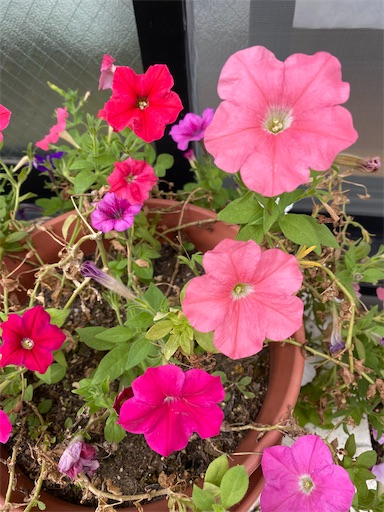 f:id:poalgarden87:20200913100850j:plain f:id:poalgarden87:20200913100850j:plain