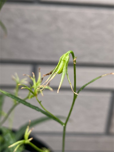 f:id:poalgarden87:20200914154510j:plain f:id:poalgarden87:20200914154510j:plain