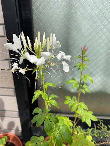 f:id:poalgarden87:20200929110015j:plain f:id:poalgarden87:20200929110015j:plain