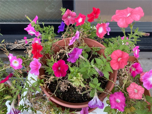 f:id:poalgarden87:20201001112754j:plain f:id:poalgarden87:20201001112754j:plain