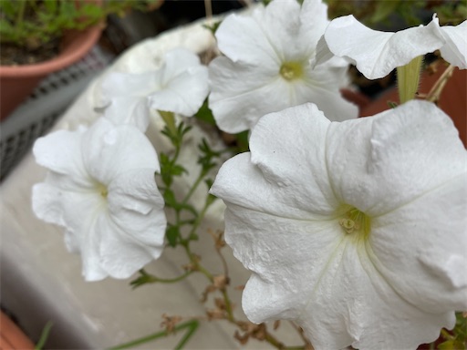 f:id:poalgarden87:20201001112803j:plain f:id:poalgarden87:20201001112803j:plain