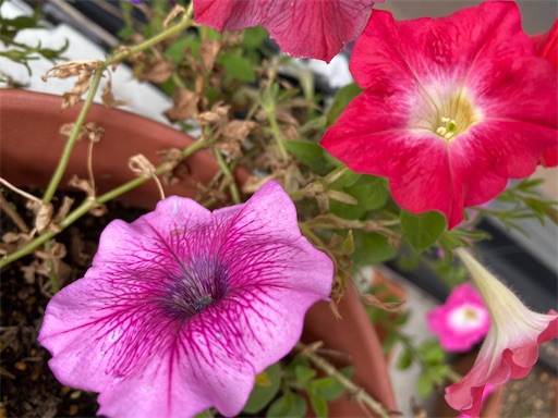 f:id:poalgarden87:20201001112806j:plain f:id:poalgarden87:20201001112806j:plain