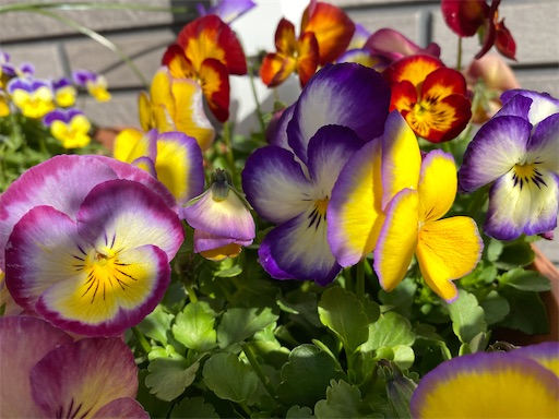 f:id:poalgarden87:20210311151902j:plain