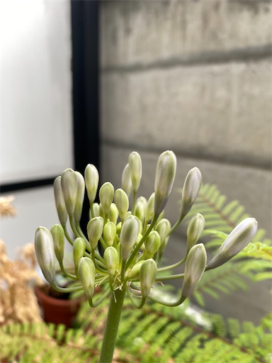 f:id:poalgarden87:20210616163835j:plain