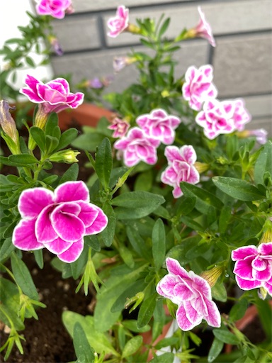 f:id:poalgarden87:20210618190646j:plain