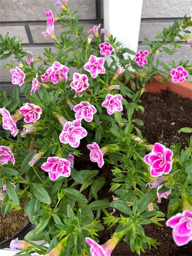 f:id:poalgarden87:20210618190650j:plain