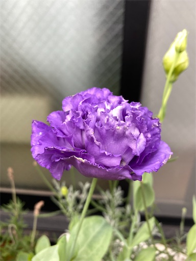 f:id:poalgarden87:20210708101120j:plain