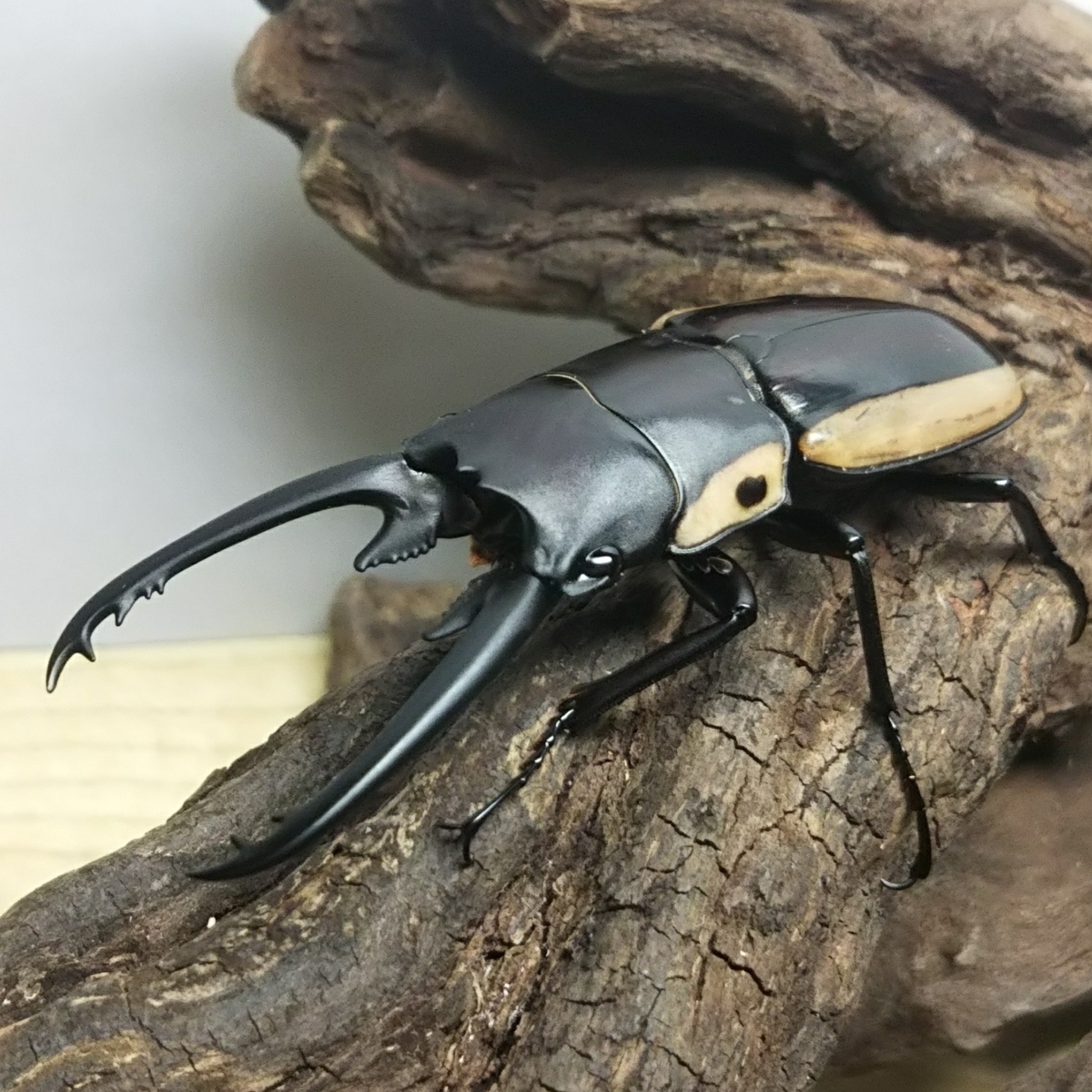 f:id:pocchikun0304:20200110133125j:plain