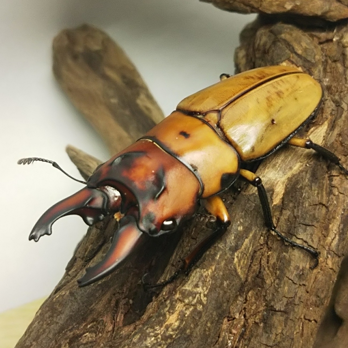 f:id:pocchikun0304:20200110133500j:plain