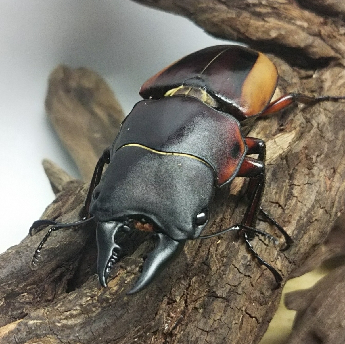 f:id:pocchikun0304:20200110134749j:plain