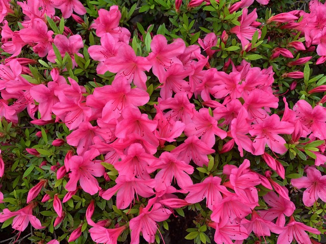 f:id:pochi-2n2n:20200626161041j:plain f:id:pochi-2n2n:20200626161041j:plain