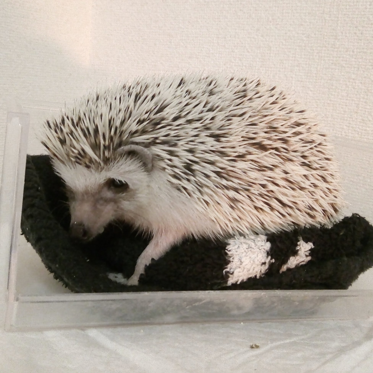 かわいい顔してふんばるハリネズミぽち ハリネズミ ぽち の日常
