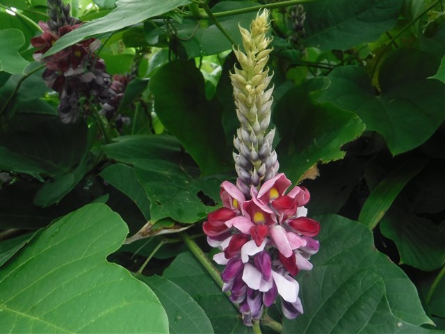 カズラの花 Pochiの日記