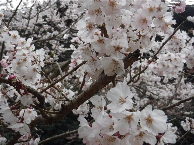 f:id:pochi-m:20220326192942j:plain