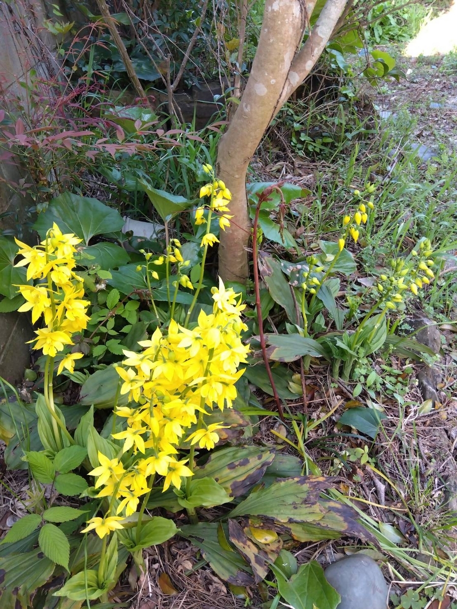 エビネランR7C（黄色と白の花）期間限定値下げ エビネランR7C（黄色と白の花）期間限定値下げ