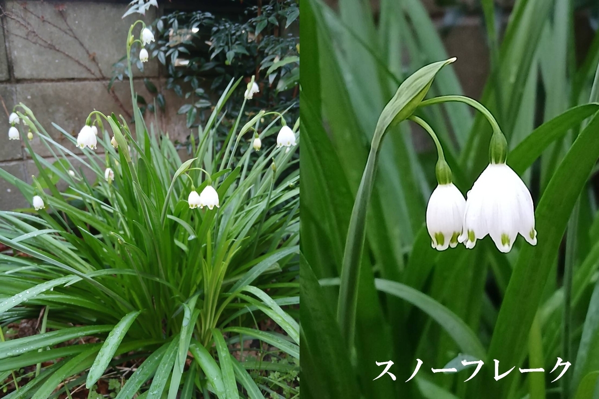夏野菜の植え付け - POCHIの日記