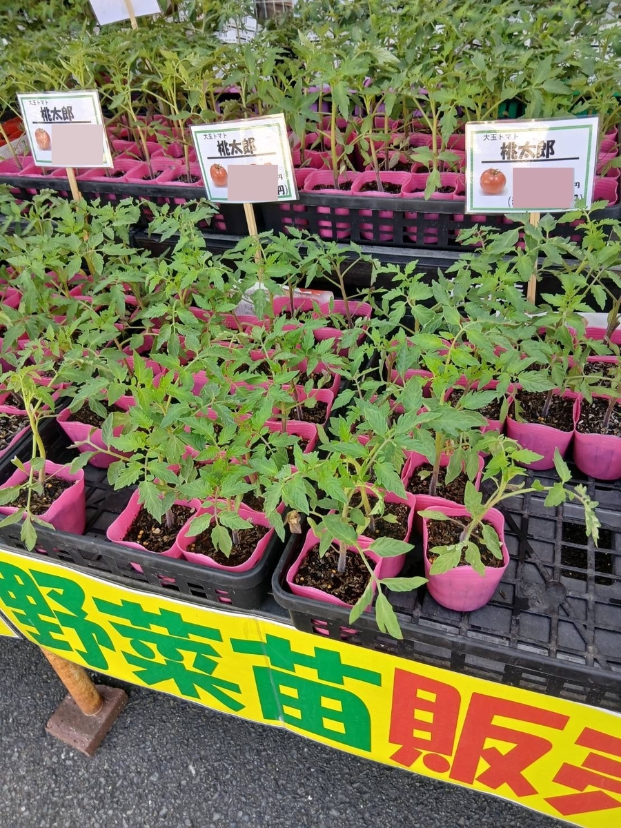 夏野菜の植え付け - POCHIの日記