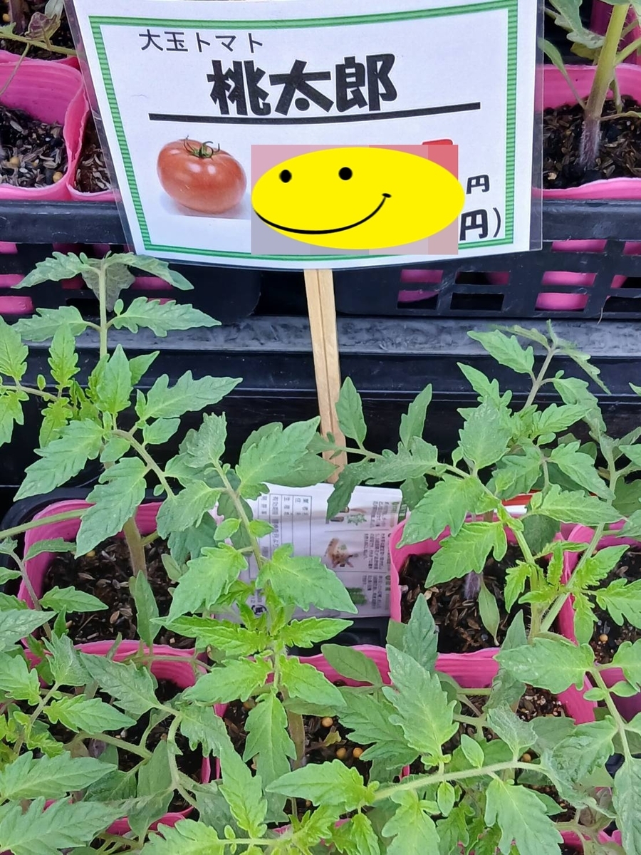 夏野菜の植え付け - POCHIの日記