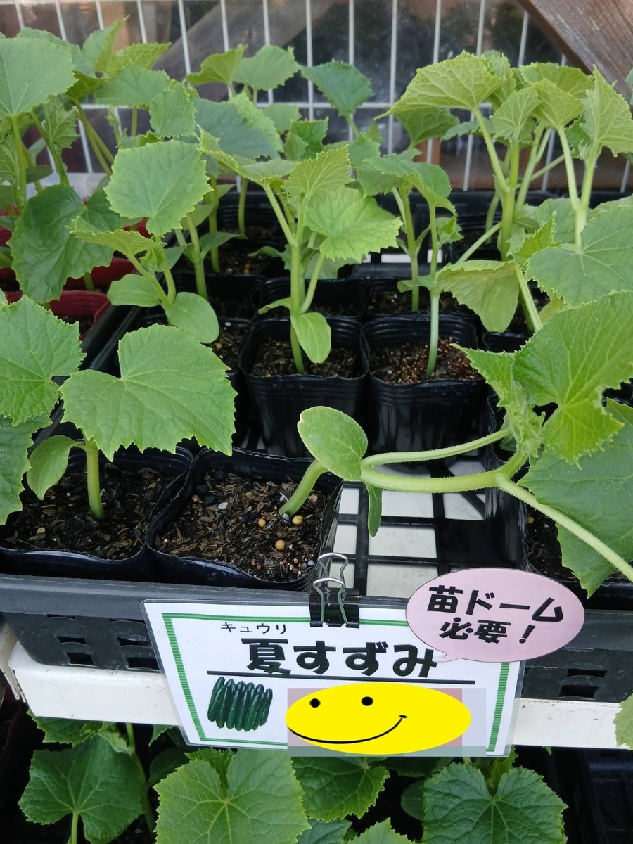 夏野菜の植え付け - POCHIの日記