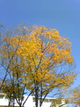 f:id:pochi0812:20091123115228j:image