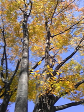 f:id:pochi0812:20091123115348j:image