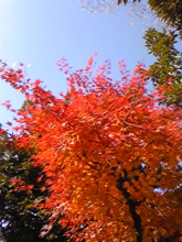 f:id:pochi0812:20091123115554j:image