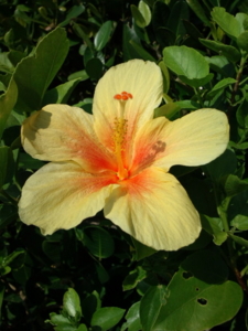 f:id:pochi0812:20100708151810j:image