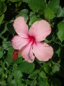 f:id:pochi0812:20100708151921j:image