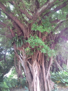 f:id:pochi0812:20100711011336j:image