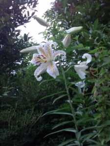 f:id:pochi0812:20100720090709j:image:right