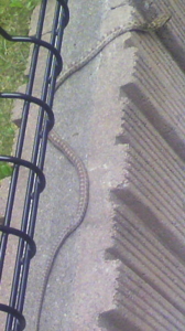 f:id:pochi0812:20110614164357j:image:left