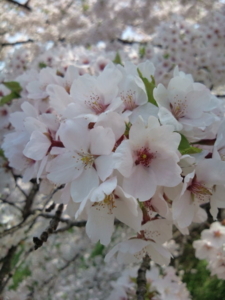 f:id:pochi0812:20120429101350j:image