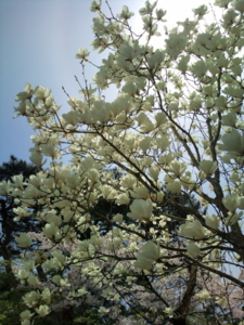 f:id:pochi0812:20120429110053j:image